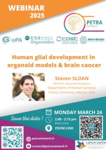 Human glial development in organoid models & brain cancer